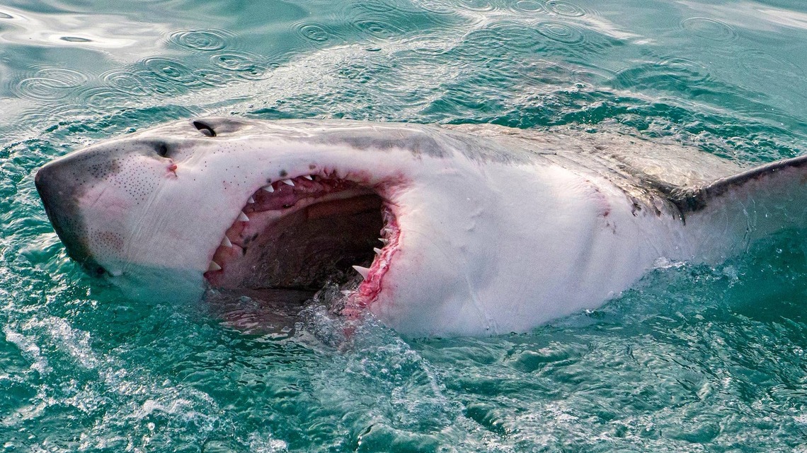Shark Repellent Fails as South African Swimmer Dies in Horrific Attack