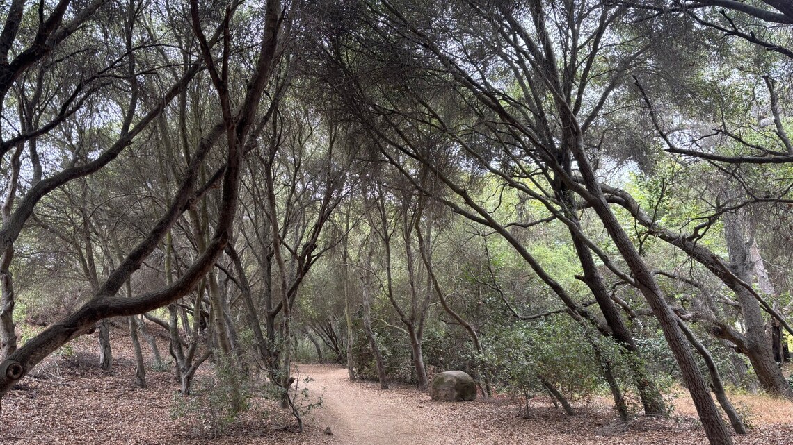 Hike of the week: Buena Vista Park in North County is a summertime gem 