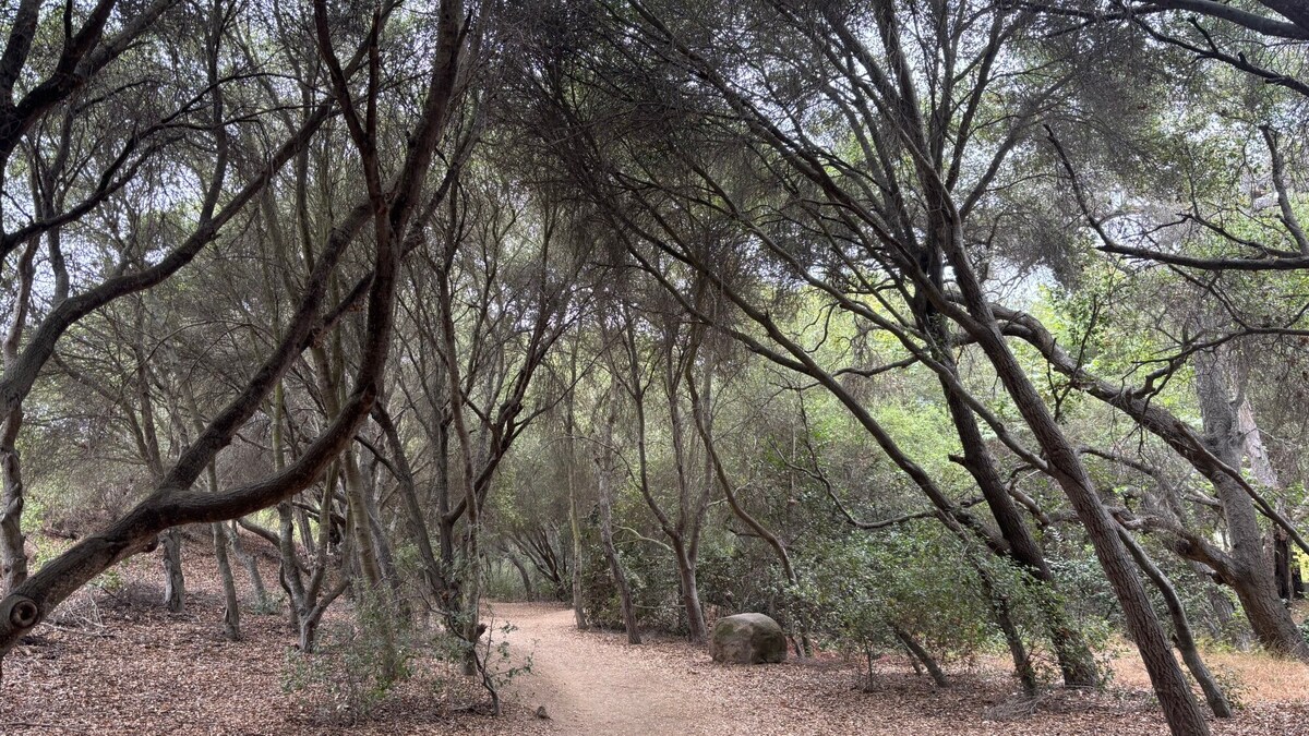 The trail along the Agua Hedionda Creek is cool under a canopy of oak trees. (Maura Fox / The San Diego Union-Tribune)