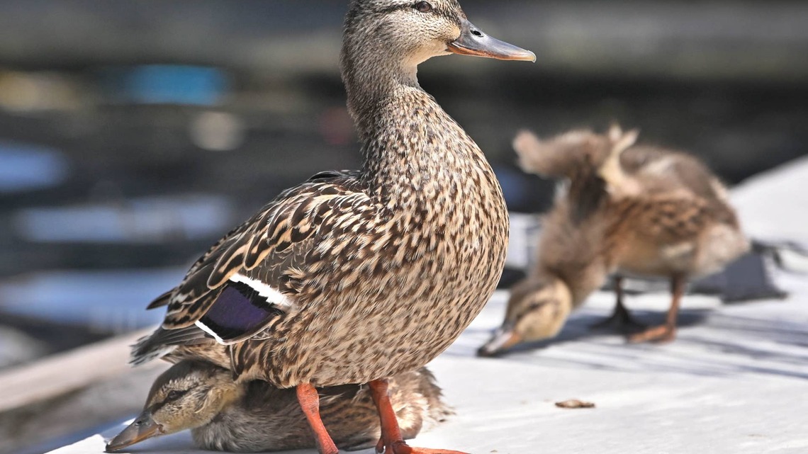 A Mama Duck Never Stopped Calling for Her Babies Who Were Trapped Underground Until Someone Finally Heard Her 