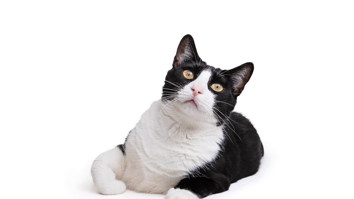 This Tuxedo Cat Folded Himself Into a Plant Holder Like a Furry Little Croissant and We Are Obsessed 