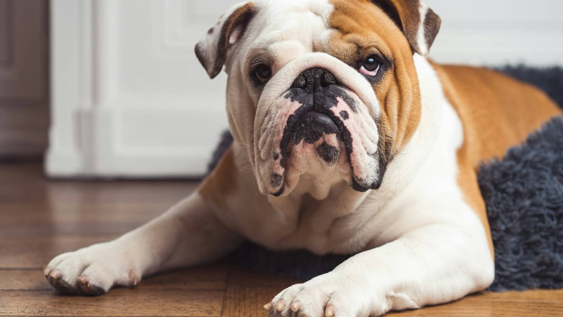Bulldog Spends His Days Waiting for the Refrigerator Door To Open 