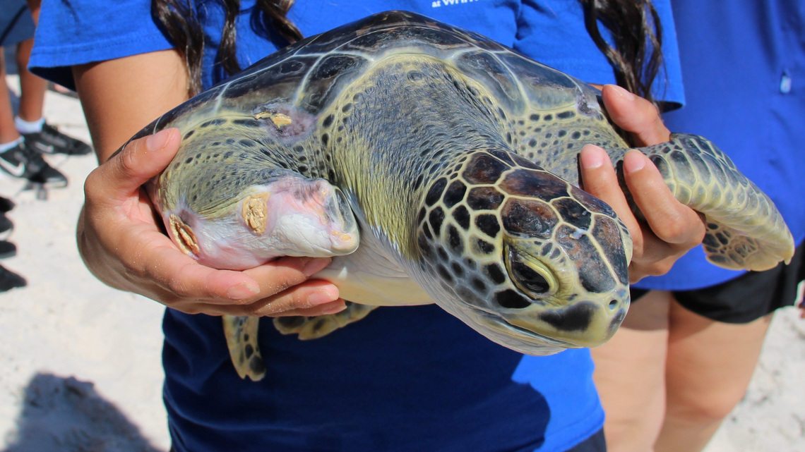 St. Augustine turtle hospital releases two sea turtles to the wild