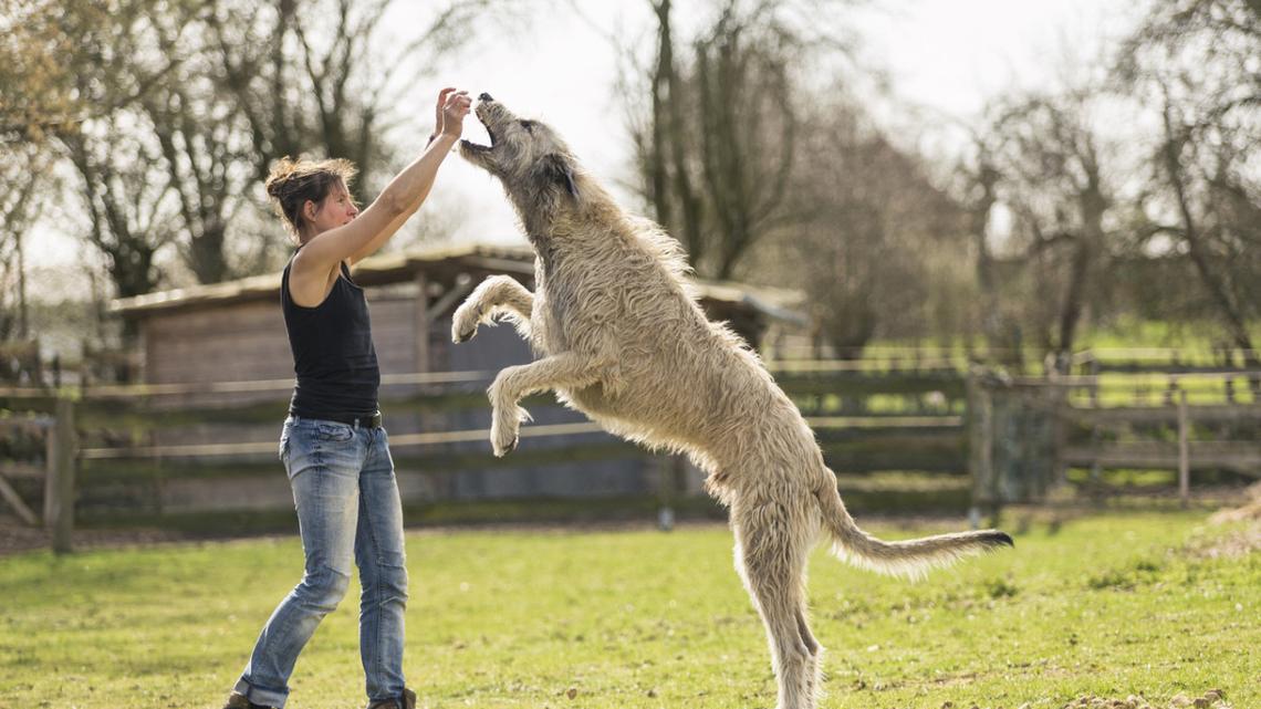 Meet the 10 Tallest Dog Breeds in the World, According to a Vet