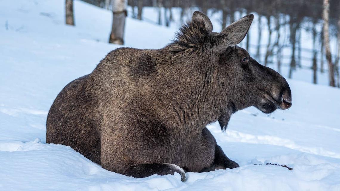 A Tow Truck Driver Spotted a Moose Stuck in the Ice-Then He Used His Rig for a Different Kind of Job 