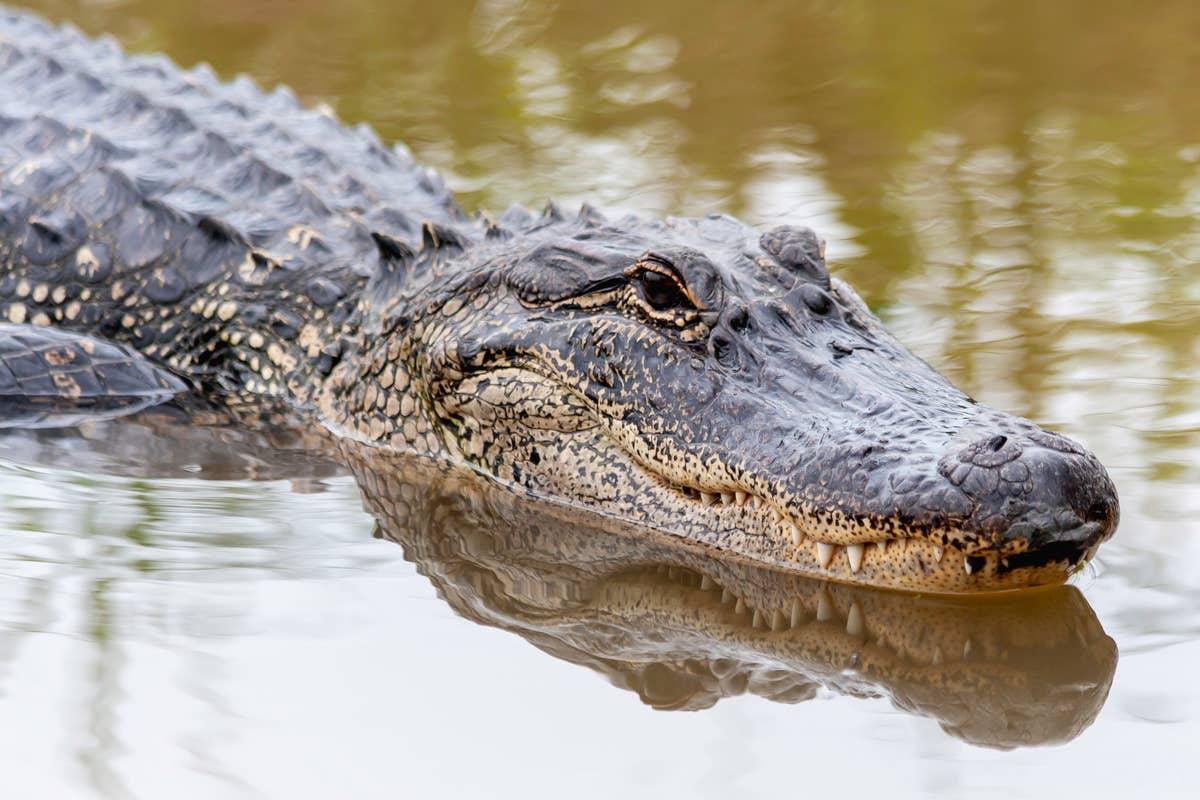  This lake is a well-known alligator habitat in Texas.