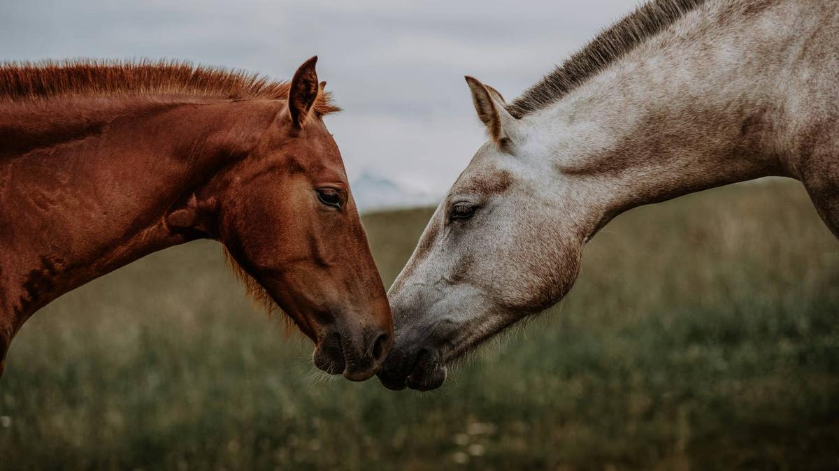 Two horses meet nose-to-nose. 