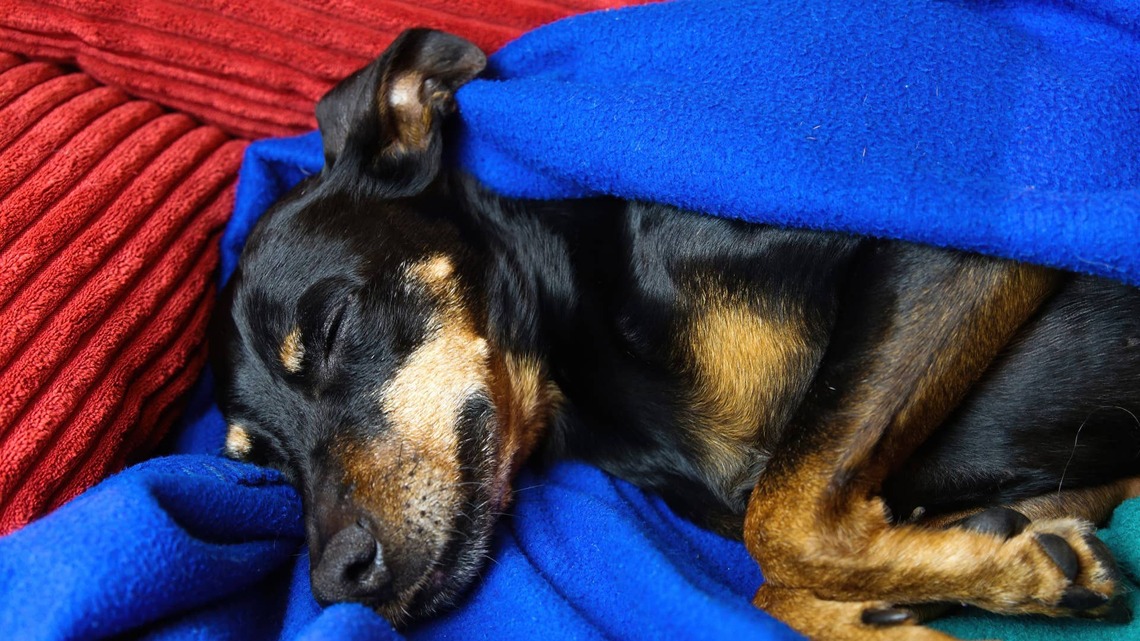 Doberman Who Doesn't Want To Wake up Is Everyone on a Monday Morning