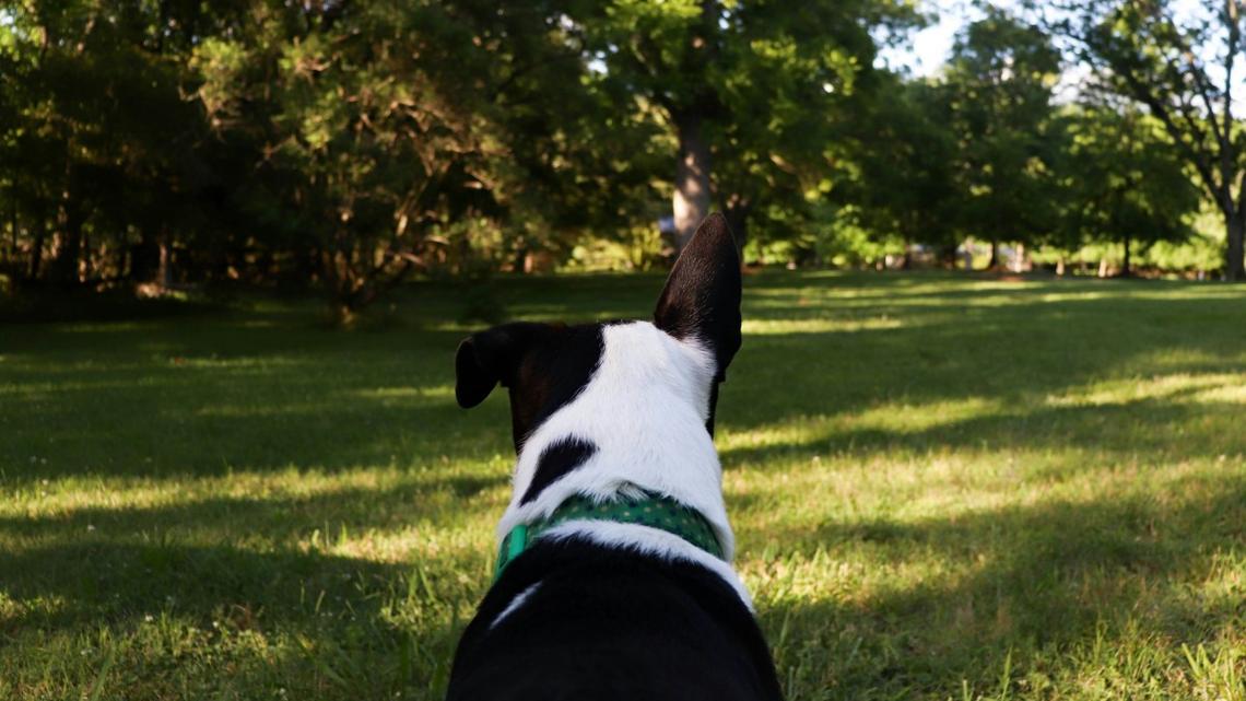 Golden-Retriever-Husky Mix Puppy Is Cuter Than a Cartoon Character 