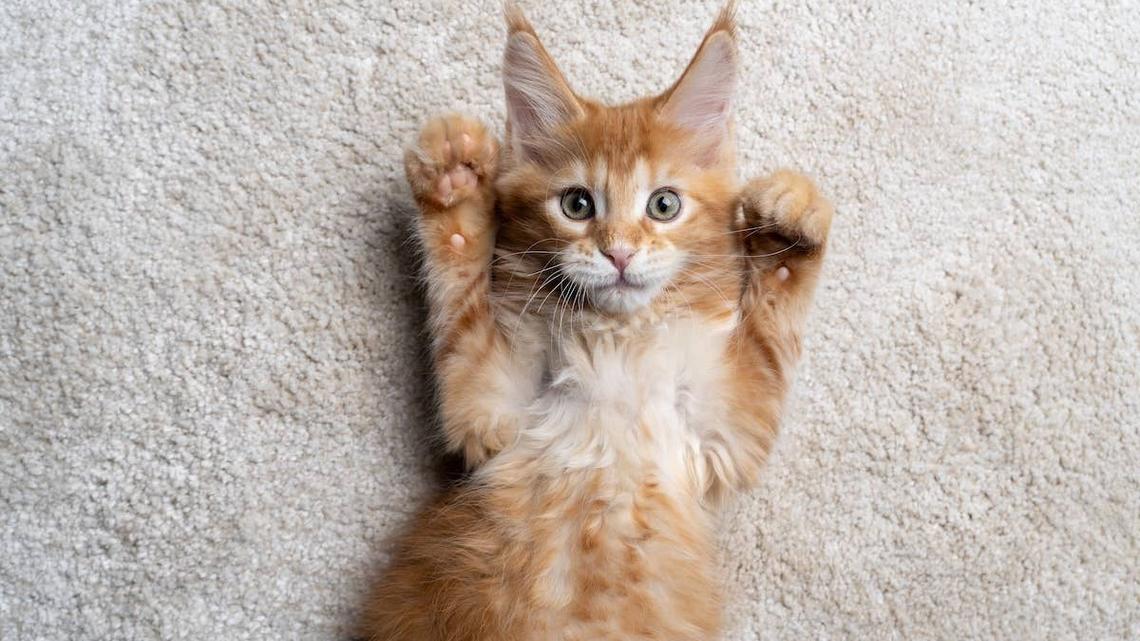 Maine Coon Kitten Who Can't Use His Front Paws Figures Out the Sweetest Way To Play 
