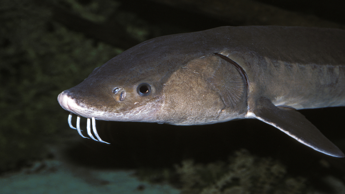 Sturgeon, 'living fossils,' may be older than thought - way older