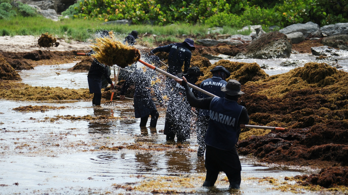 Record seaweed blankets Mexico's Caribbean coast, threatening tourism and the environment 