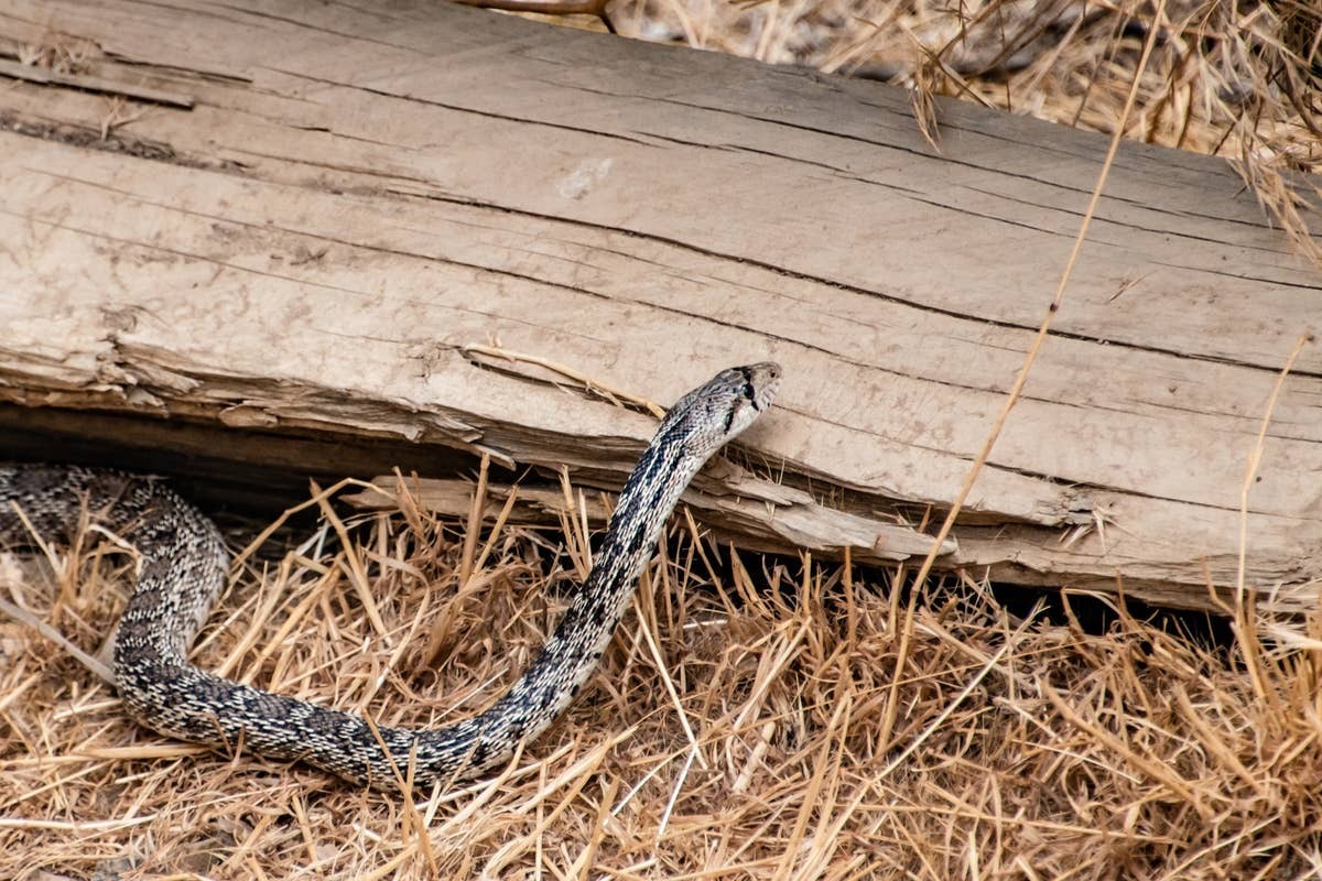  Most snake encounters can be avoided with basic outdoor awareness.
