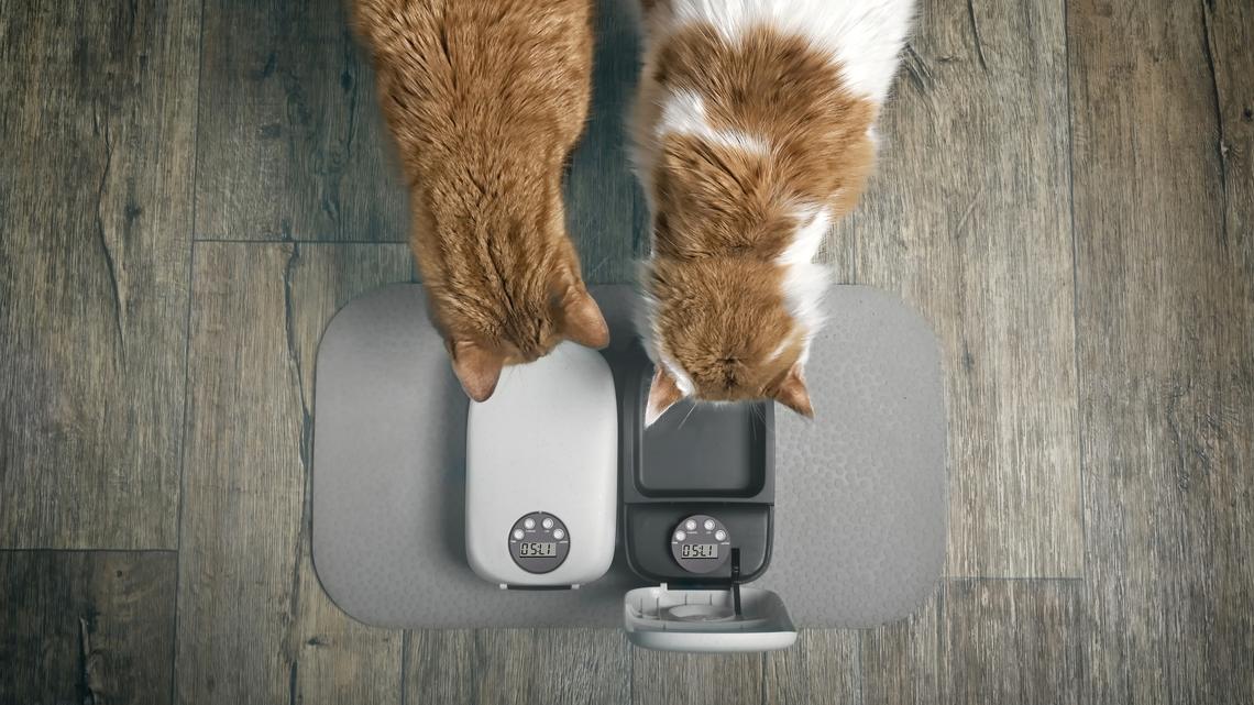 Eight Cats Hear Automatic Feeder Going Off, Hysterics at What Owner Films 