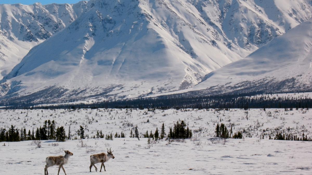 A pair of caribou near the base of the Alaska Range. (Dreamstime/TNS)