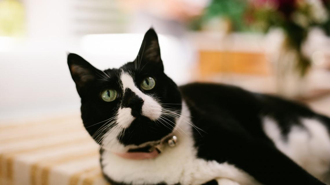 Tuxedo Cat's Throwback Pic Is Total Cuteness Overload