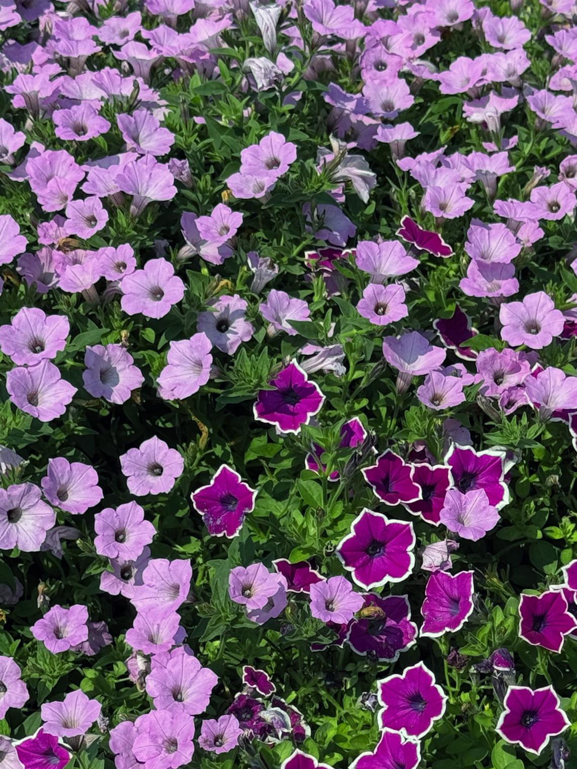 Handout/Norman Winter/TNS