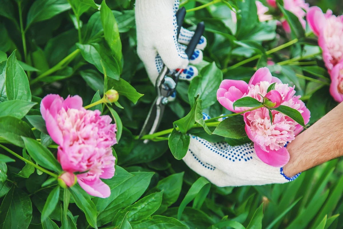  gardener pruning flowers peonies pruners. selective focus. nature.