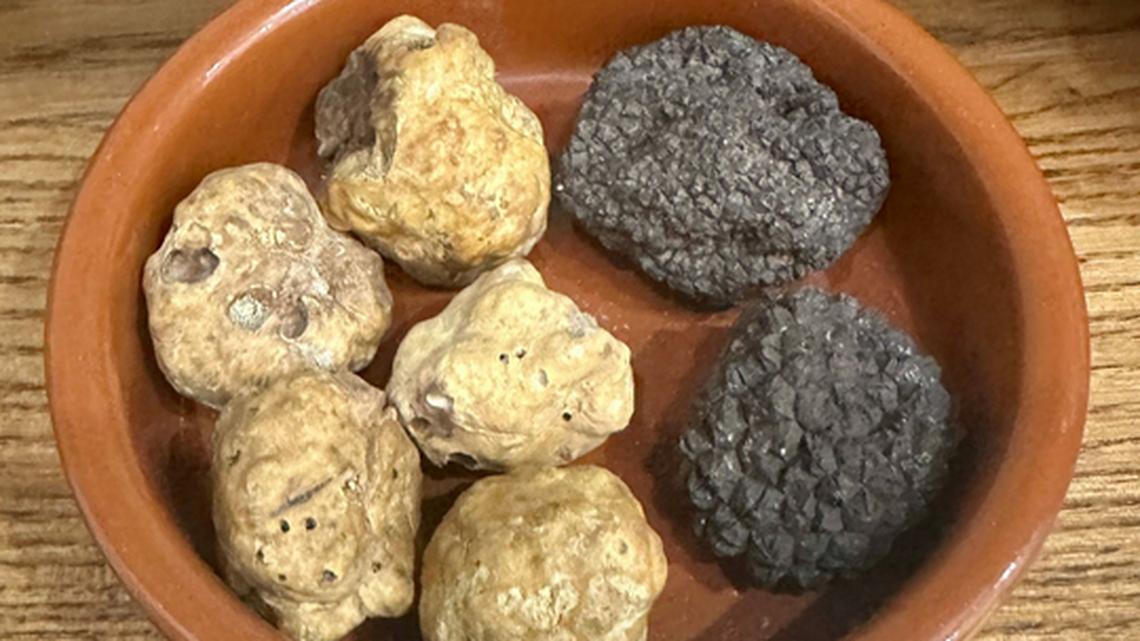 Dogs Lead the Way on an Exhilarating Truffle Hunt in Croatia 