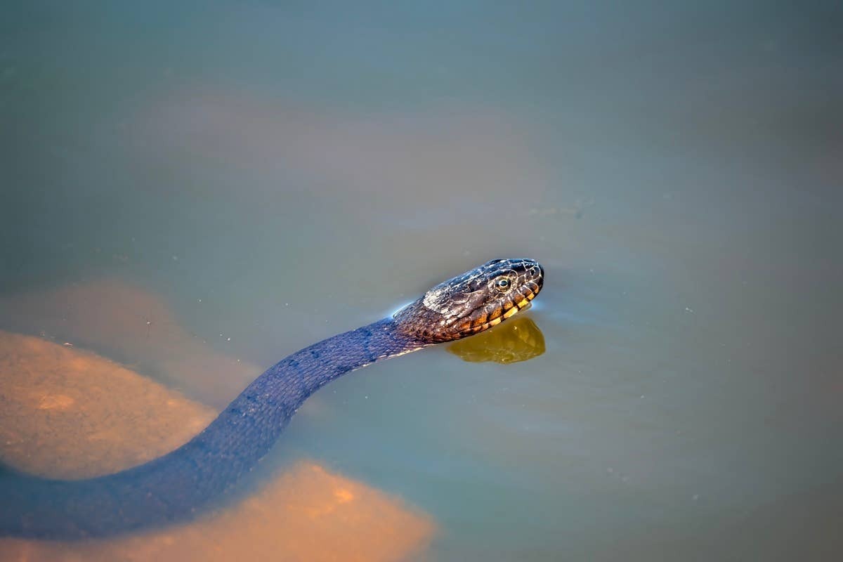  A snake swimming through an Oregon river.