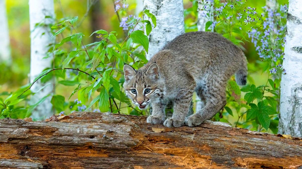 Bobcat kitten on log.