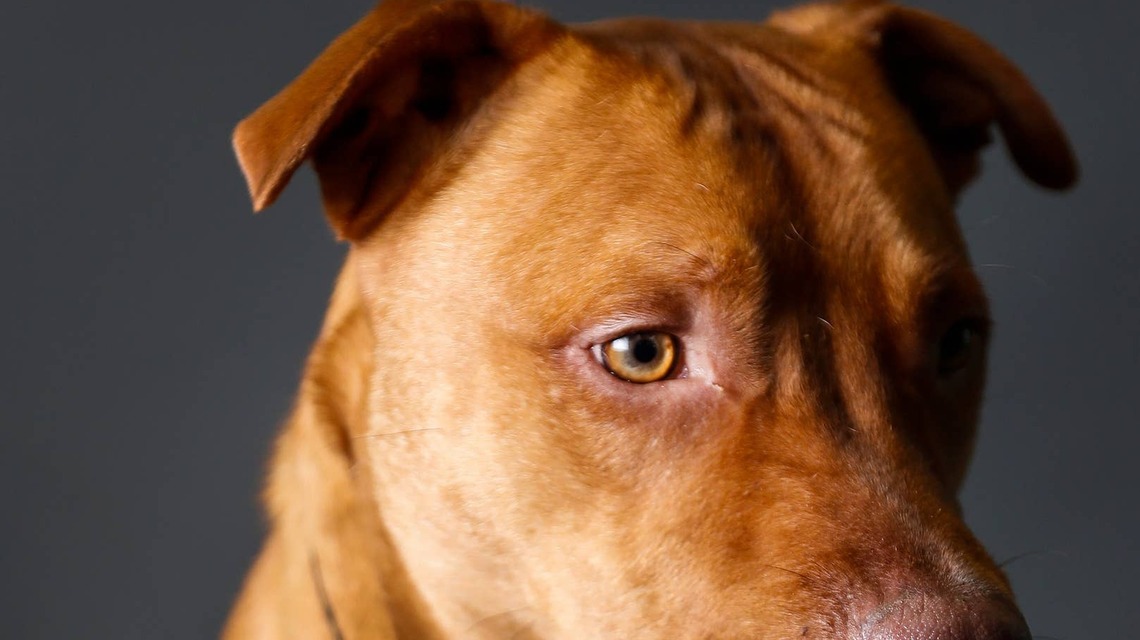 Pit Bull Mom Was Told to 'Get a Man and Have Kids' - Her Response Has the Internet Cheering 