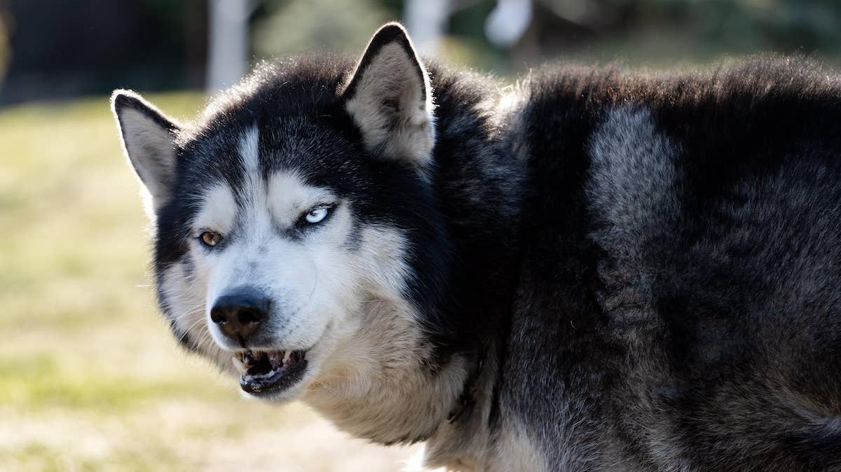 Siberian Husky making an angry face. 