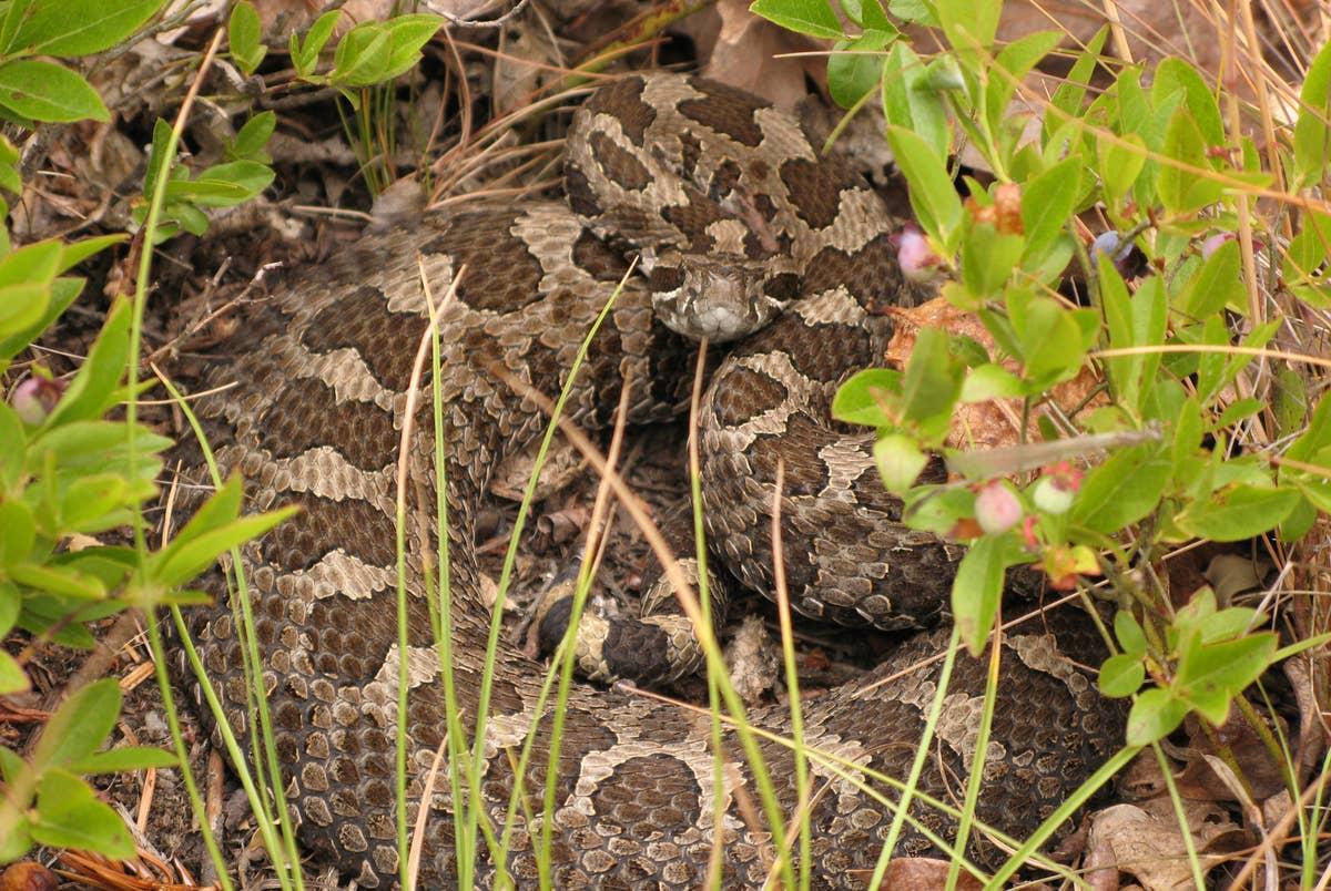  Eastern massasauga rattlesnakes call Ohio home.
