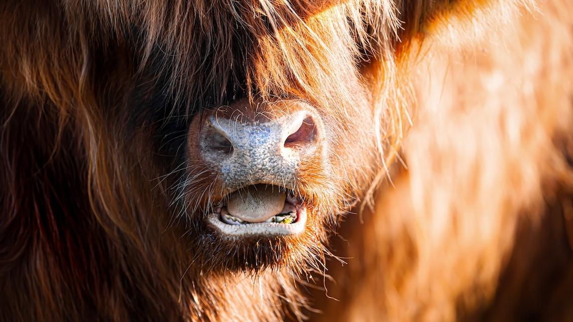 Fluffy Mini Highland Cow in Bows Is the Only Valentine We Need 