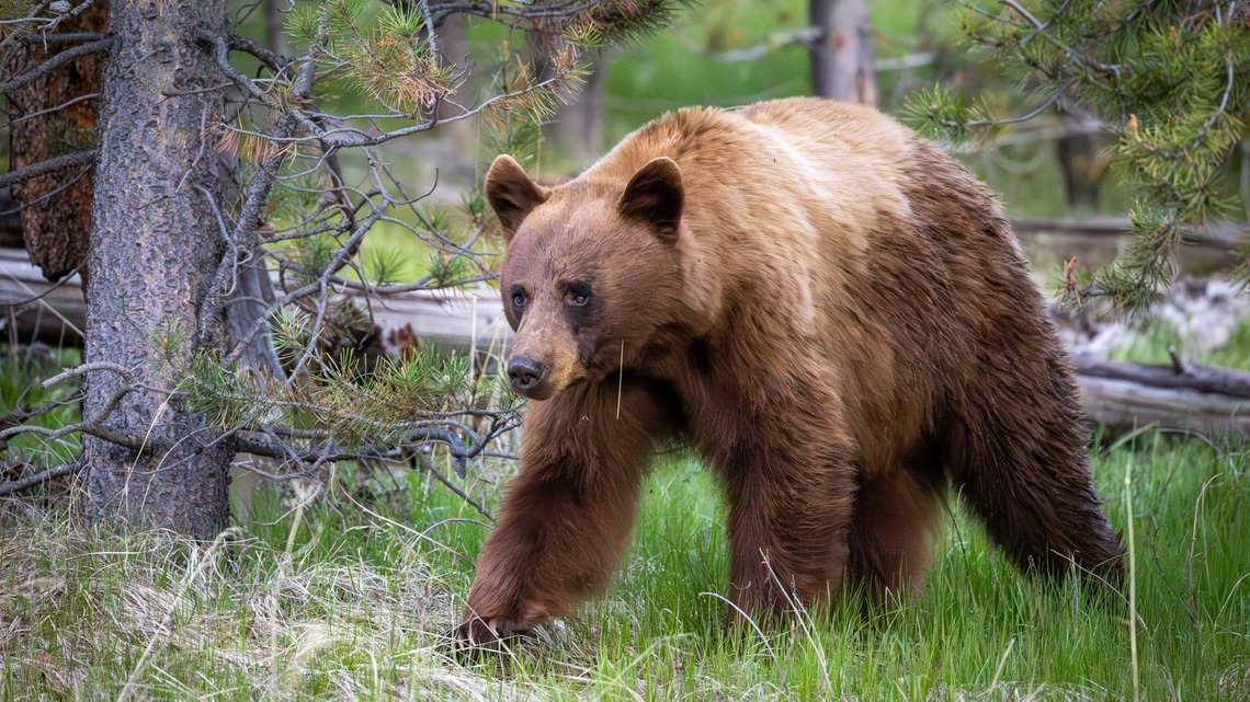 A Rare Cinnamon Black Bear Cleaned Out a Bakery Booth at the Aspen Farmers Market and Picked an Unexpected Place to Nap It Off 