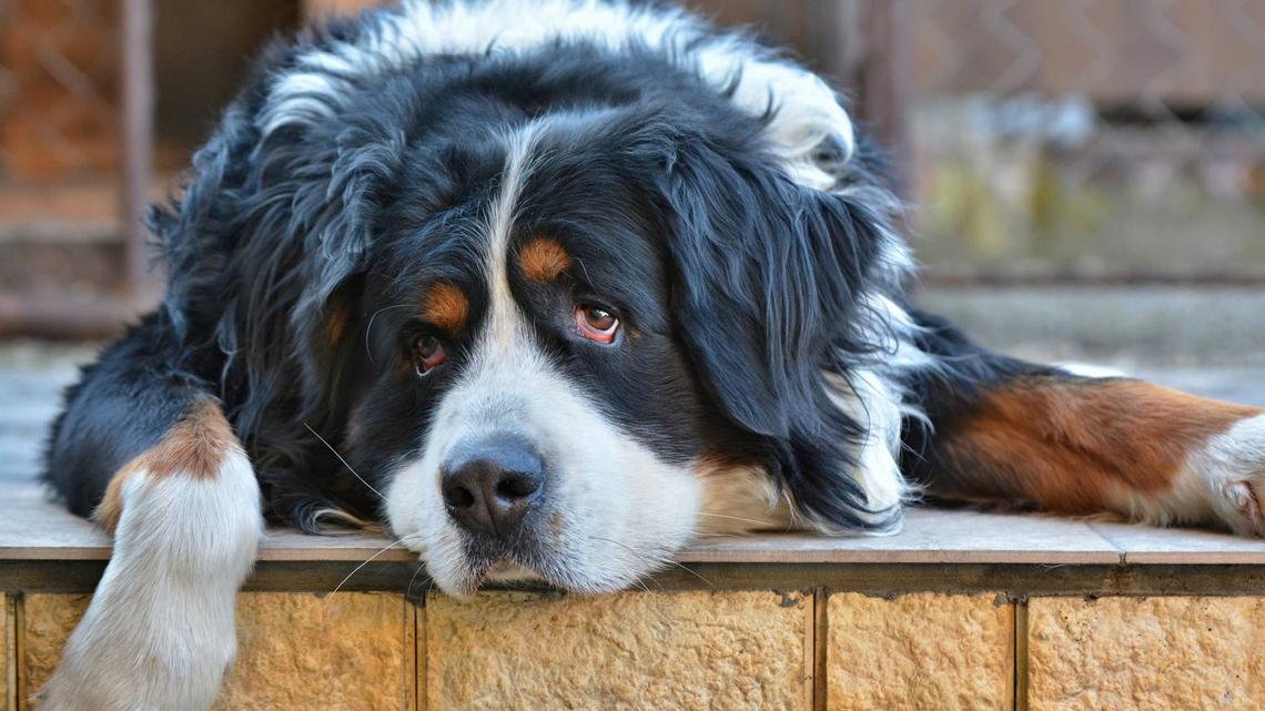 Bernese Mountain Dog Gets New Puppy Sibling and Looks Completely Betrayed 