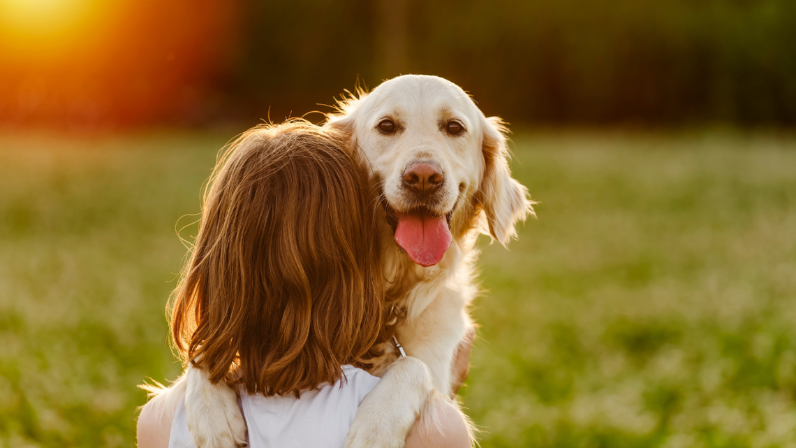 Golden Retriever Playing With Toddler Outside Feels Like Pure Childhood Magic 