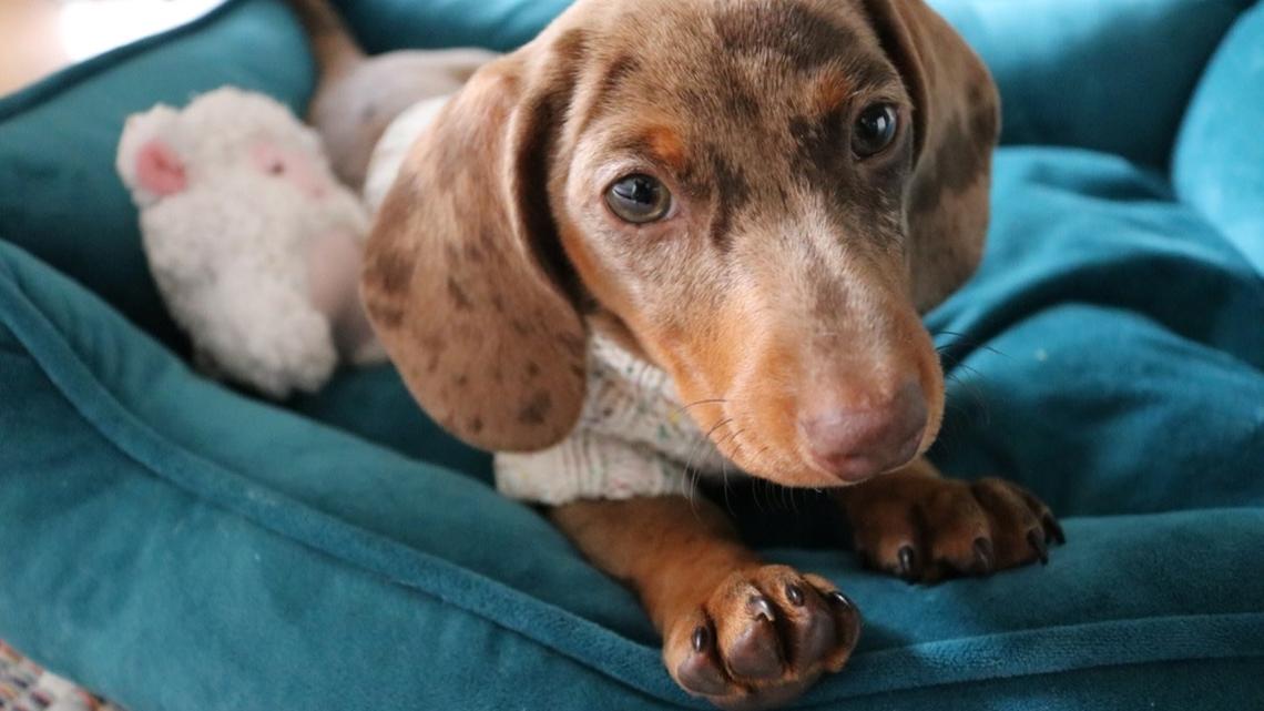 Mini Dachshund Puppy Totally Surprises Herself When She Hears Her First Real Bark 
