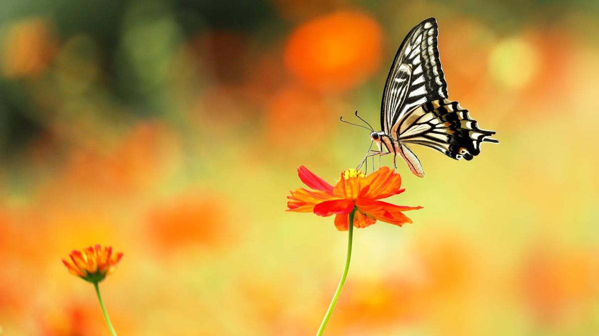 Yellow cosmos and Japanese swallowtail in full bloom. 