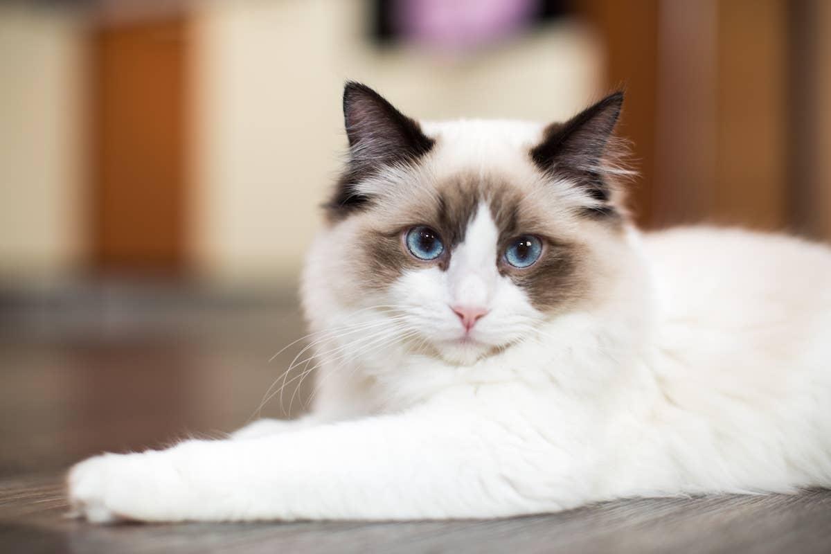 Ragdoll cat with blue eyes.