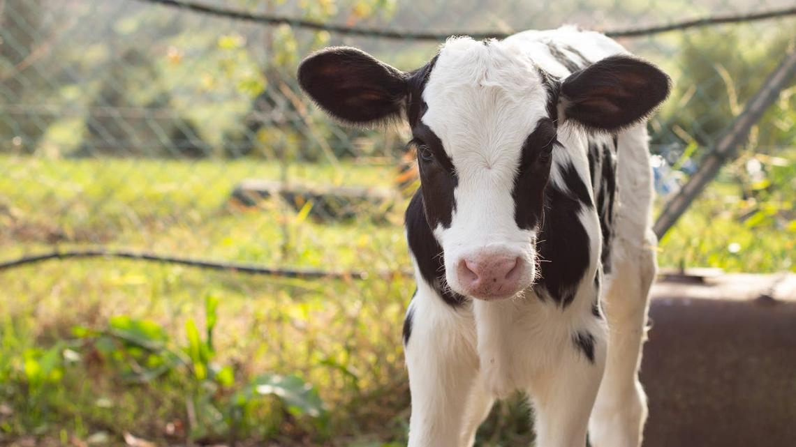 This Baby Cow Is a Perfect Copy of Her Mom, and People Can't Get Enough 