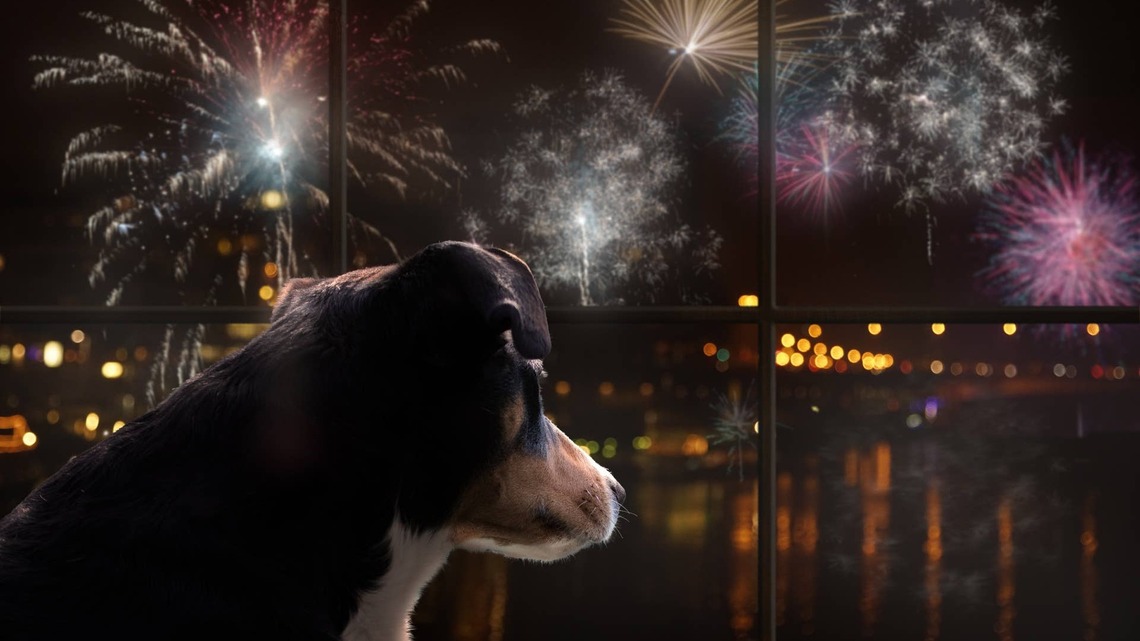 Dog's Fireworks Reaction Makes It Clear He Has No Sense of Danger 