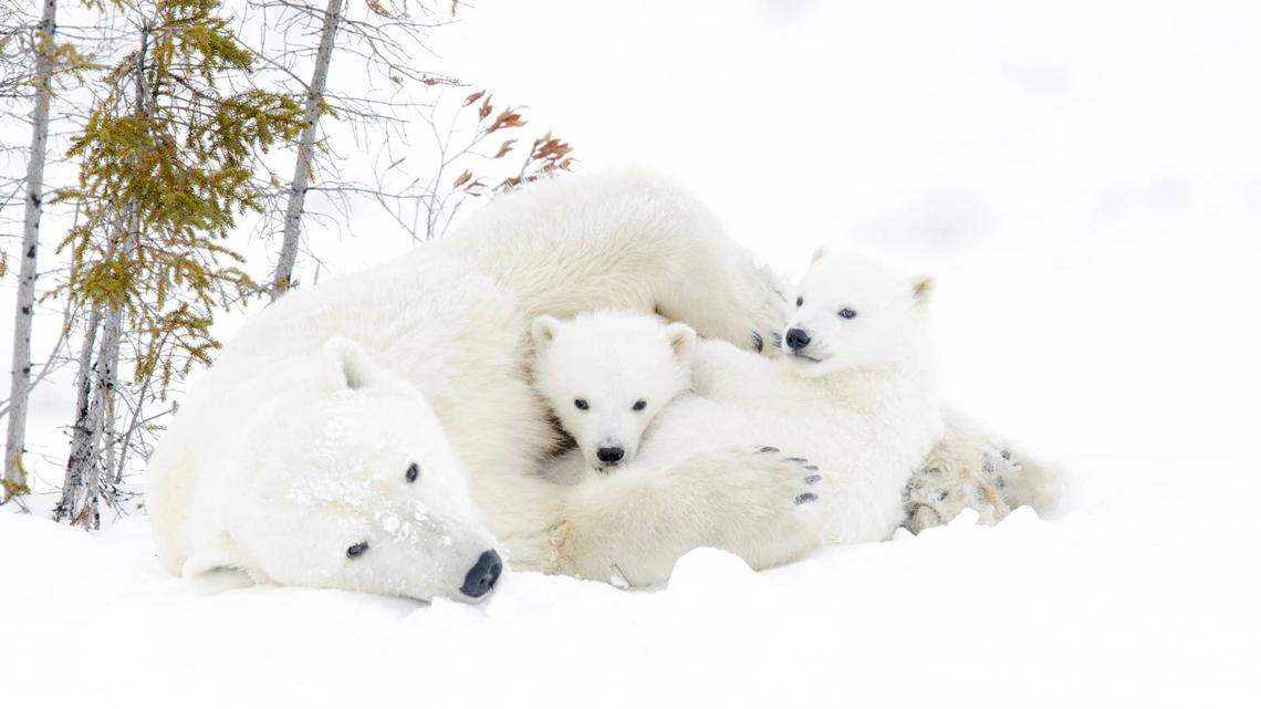 Moment Polar Bear Cubs Snuggle Into Mom for Warmth Captured in Rare Video 