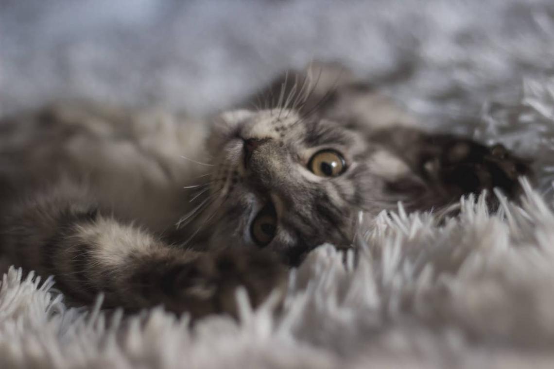  Grey Maine Coon kitten in a fluffy bed. 