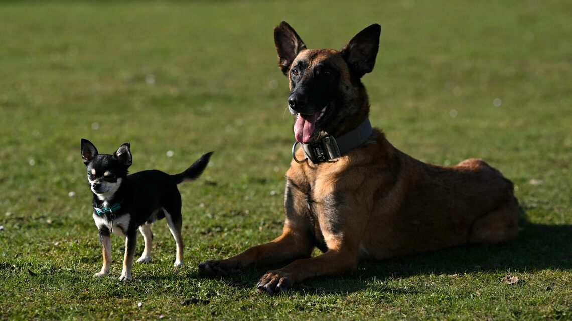 A Hosta Nearly Killed a Chihuahua. His Owner Is On a Mission to Ensure No Other Pet Suffers the Same Fate