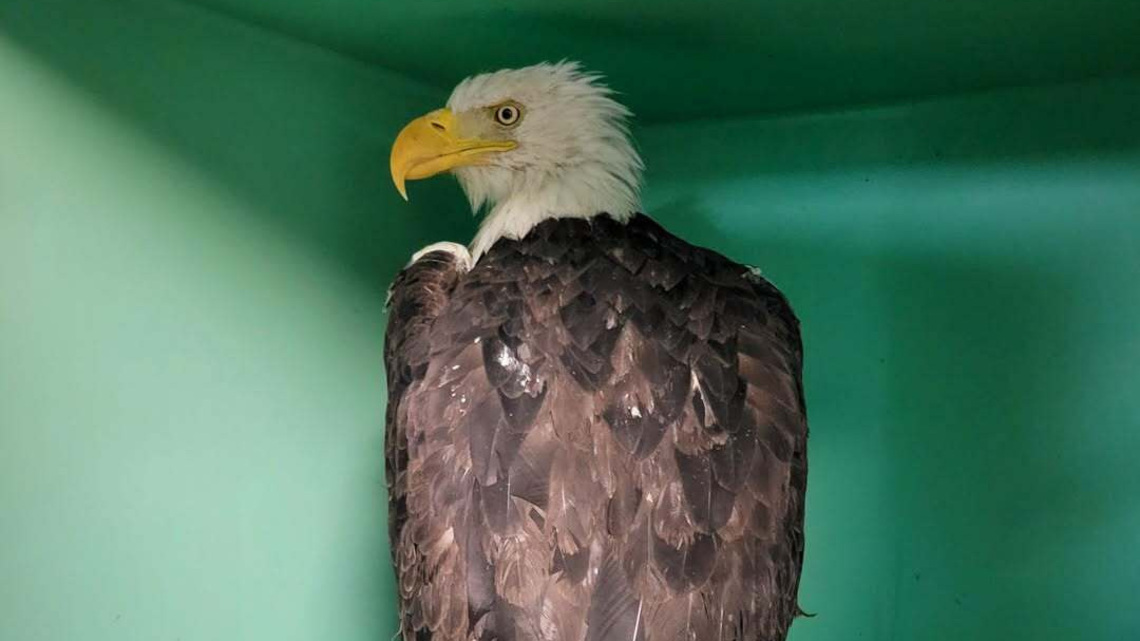New health update released for beloved bald eagle Jackie 