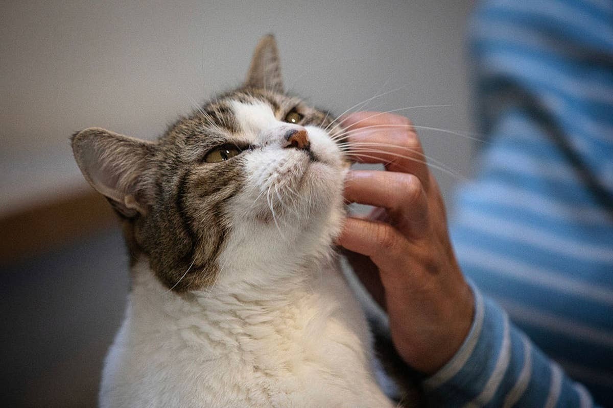  Some cats only like affection from their favorite people.