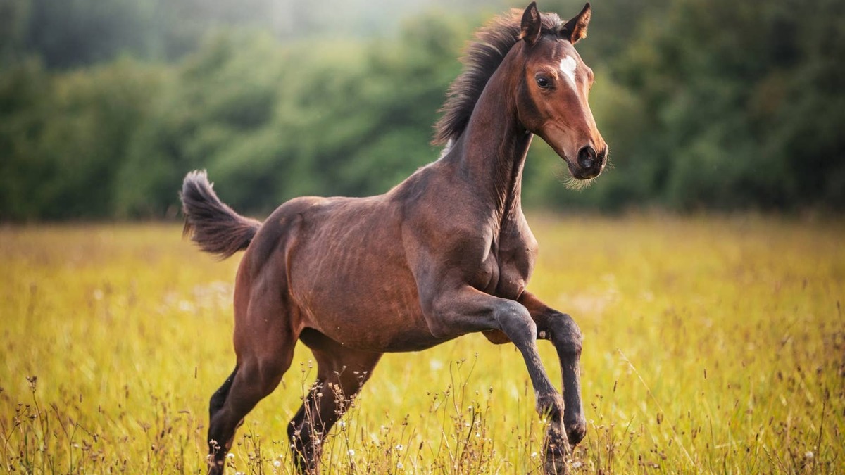 foal.
