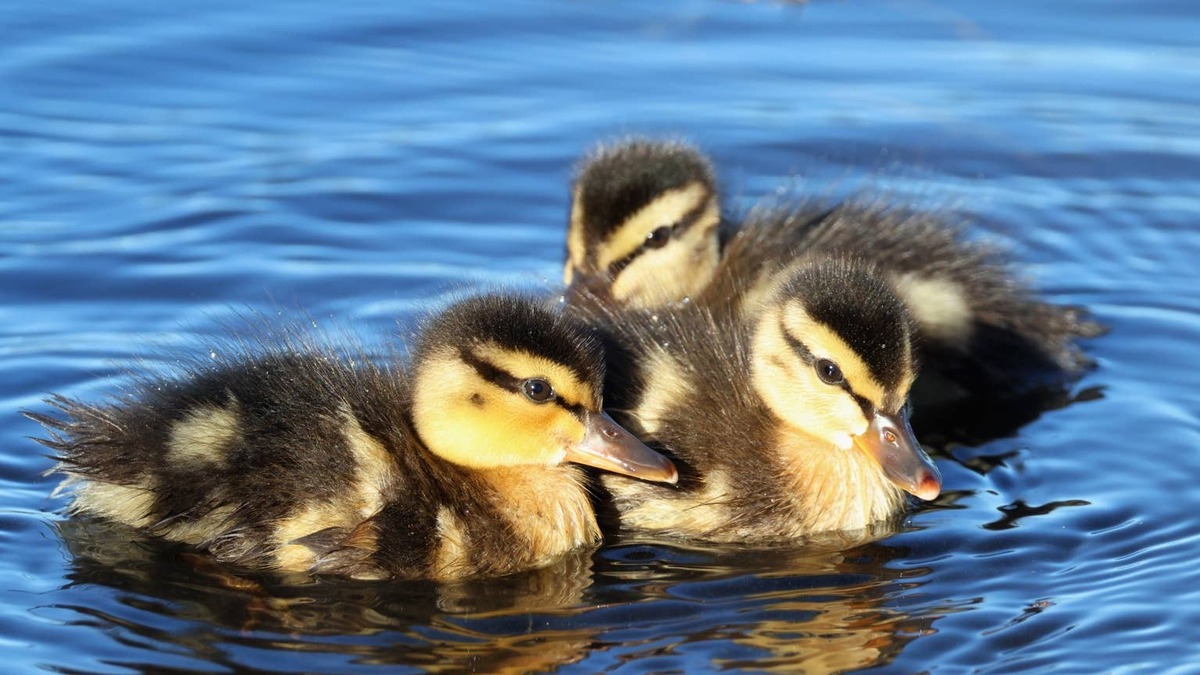Three cute Mallard ducklings swimming together. 