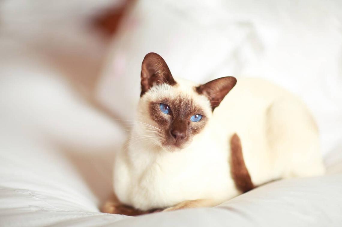  A kind Siamese cat relaxing. 