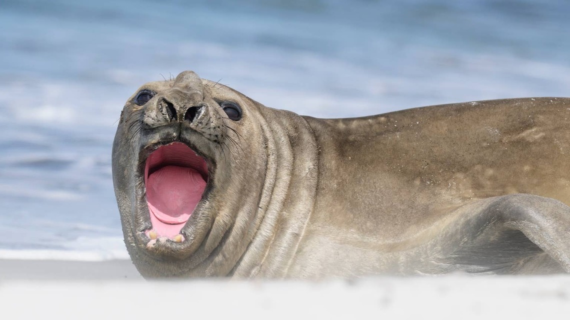 Neil the Seal Returns to Tasmania and Leaves a Trail of Destroyed Road Signs Behind Him 