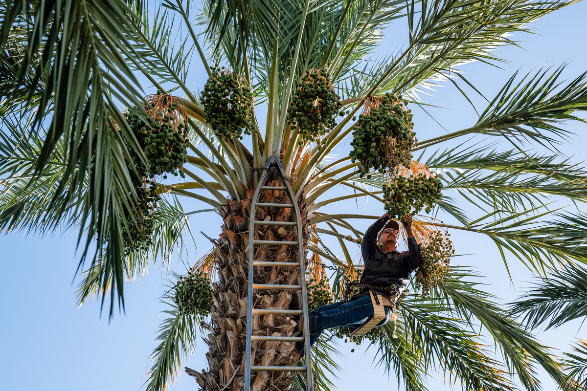 A worker thins bunches of dates at Rancho Meladuco Date Farm in Mecca, Calif., outside Palm Springs, on May 21, 2026. Fiber-rich, naturally sweet dates are the latest "it" girl of the snack aisle. American farmers, like those at Rancho Meladuco Date Farm in California, say keeping up with demand is a struggle. (Ariana Drehsler/The New York Times)