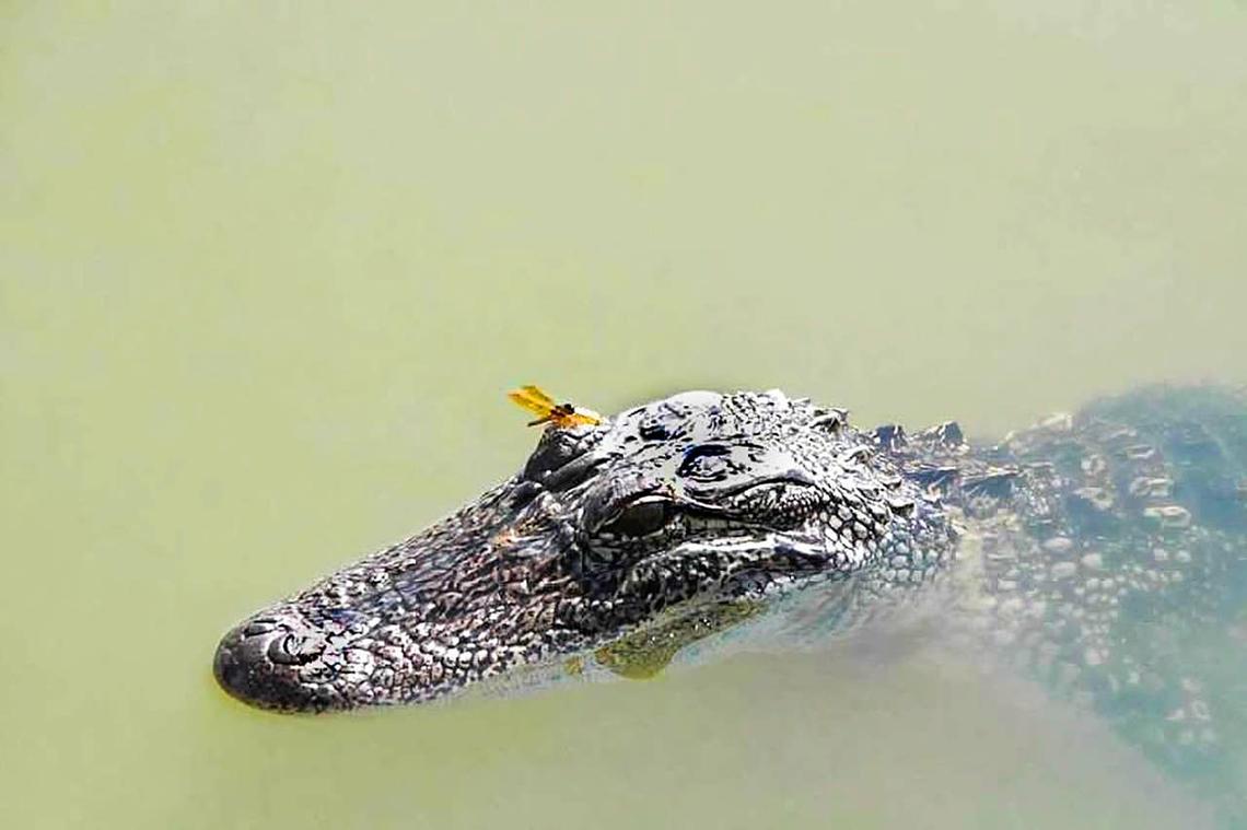  A Louisiana alligator swimming. 