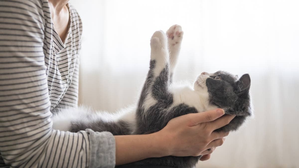Two adorable teddy-bear-like cats that are some of the most beloved family breeds. 