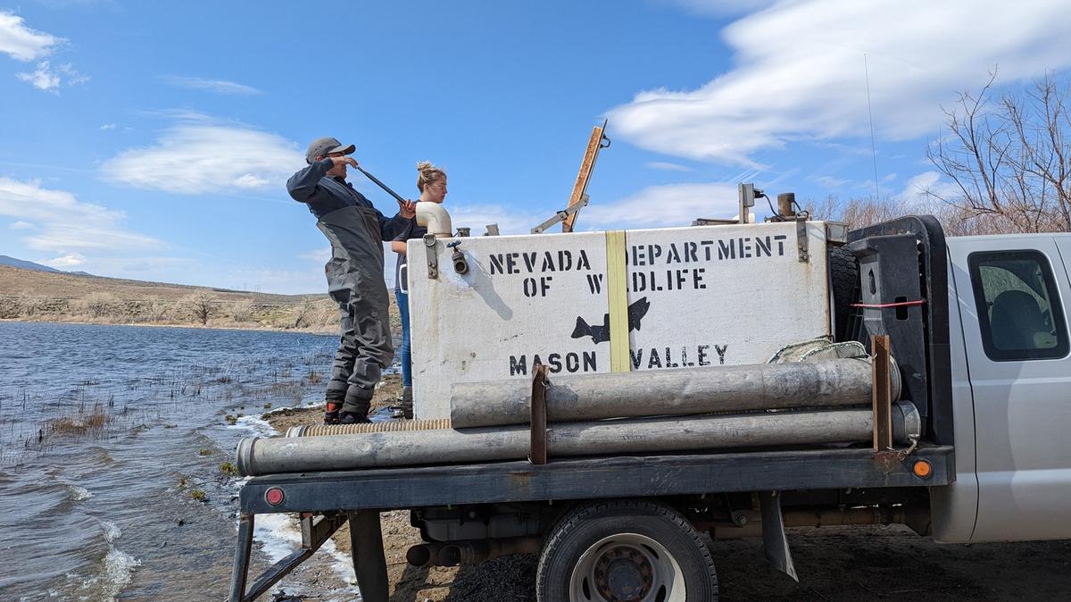Nevada Department of Wildlife employees from the Mason Valley Fish Hatchery stock Little Washoe Lake with channel catfish from a nearby reservoir in April 2022. (Nevada Department of Wildlife/TNS)